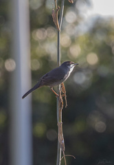 Curruca melanocephala