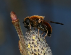 Cheilosia grossa