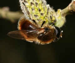 Cheilosia grossa