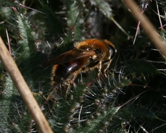 Cheilosia grossa