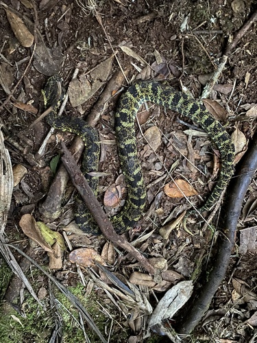Photo of a Inca Forest Pit Viper (chloromelas) (Bothrops chloromelas)
