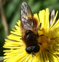 Cheilosia grossa