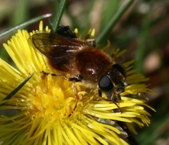 Cheilosia grossa