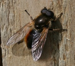 Cheilosia grossa