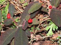 Ardisia mamillata
