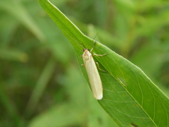 Eilema lutarella
