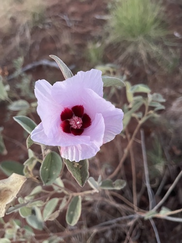 Australian Desert Rose