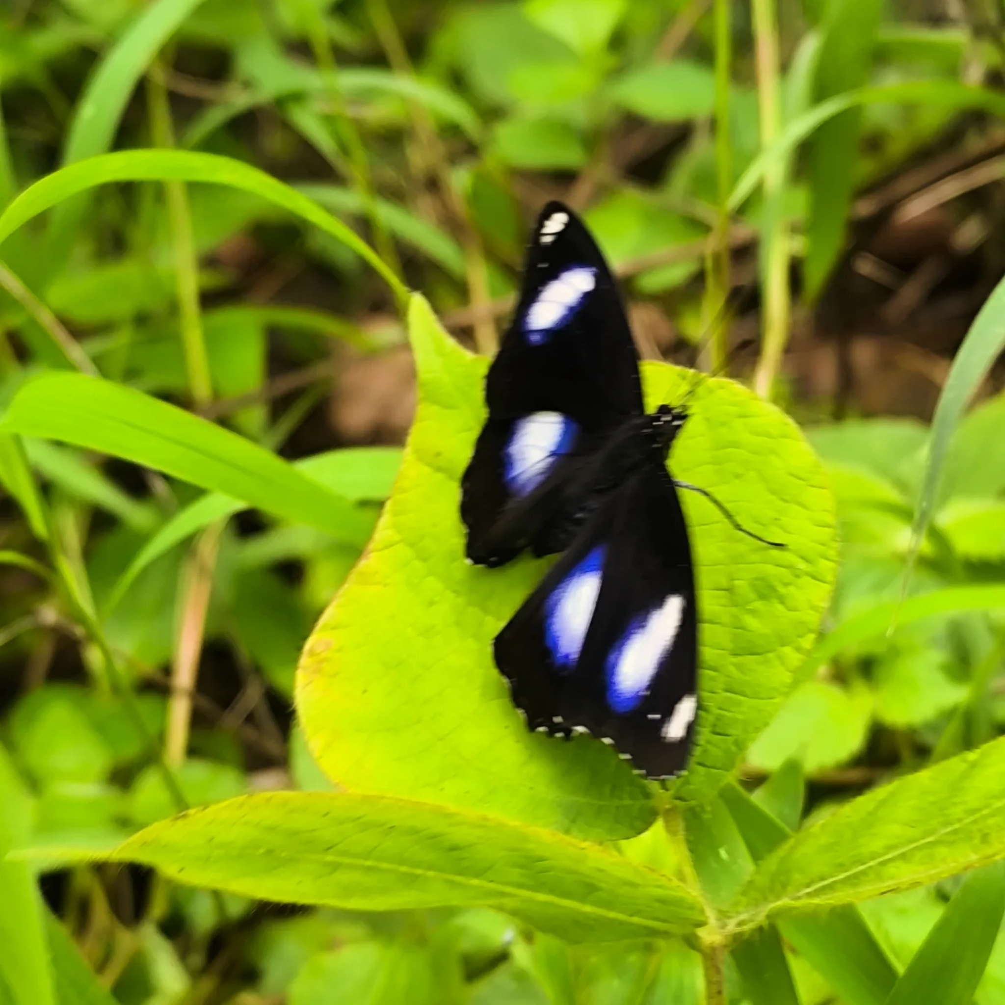 Great Eggfly