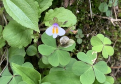 Mazus surculosus