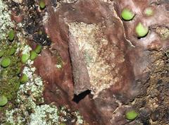 Umbilicaria esculenta