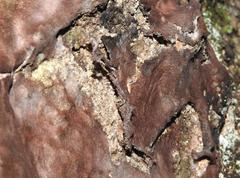 Umbilicaria esculenta