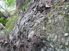 Umbilicaria esculenta