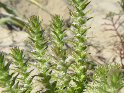 Chenopodiopsis hirta (Chenopodiopsis hirta)