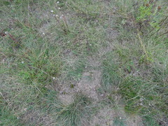 Festuca trachyphylla