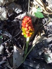 Arisaema amurense