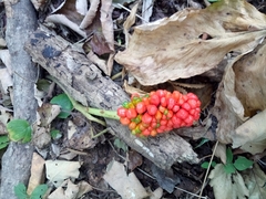 Arisaema amurense