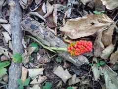 Arisaema amurense