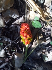 Arisaema amurense