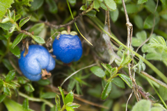 Gaultheria trichophylla