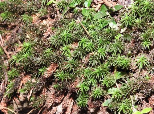 Pogonatum neesii observed 2018-12-22