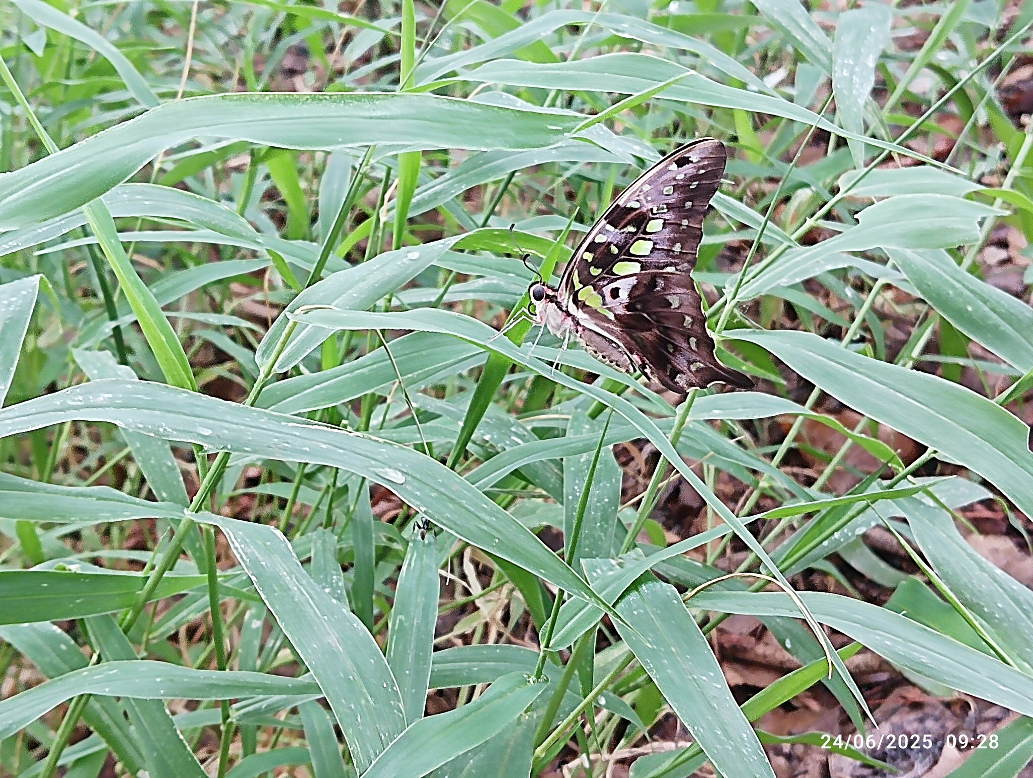 Tailed Jay