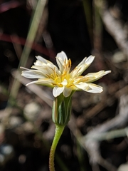 Microseris douglasii