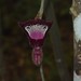 Aristolochia faviogonzalezii - Photo (c) Temjen, some rights reserved (CC BY-NC), uploaded by Temjen