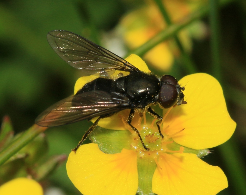 Cheilosia vicina