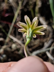 Microseris douglasii