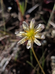 Microseris douglasii