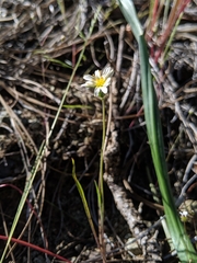 Microseris douglasii