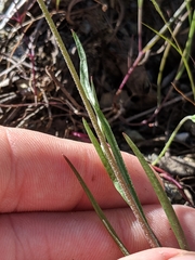 Microseris douglasii