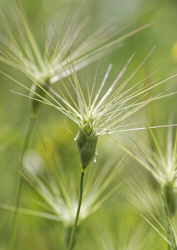 Aegilops
