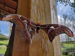 Attacus taprobanis