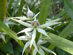 Prosthechea chondylobulbon