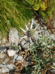 Eryngium bourgatii