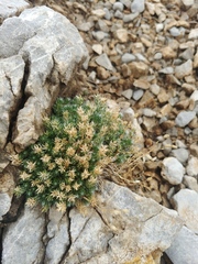 Cherleria