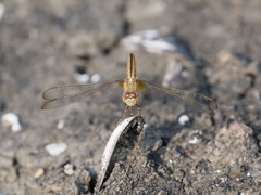 Crocothemis servilia
