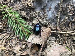 Anoplotrupes stercorosus