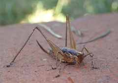 Yersinella raymondii