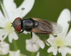 Chrysogaster cemiteriorum