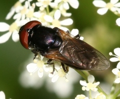 Chrysogaster cemiteriorum