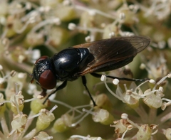 Chrysogaster cemiteriorum