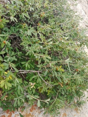 Lonicera pyrenaica
