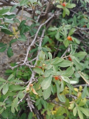 Lonicera pyrenaica