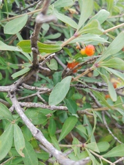 Lonicera pyrenaica