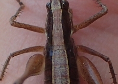 Yersinella raymondii