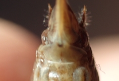 Yersinella raymondii