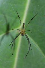 Nephila pilipes