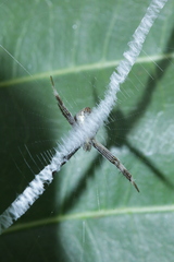 Argiope appensa